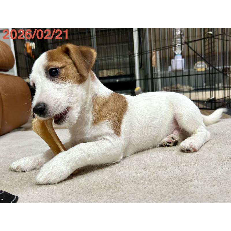 販売中の岡山県のジャックラッセルテリア-432751の13枚目