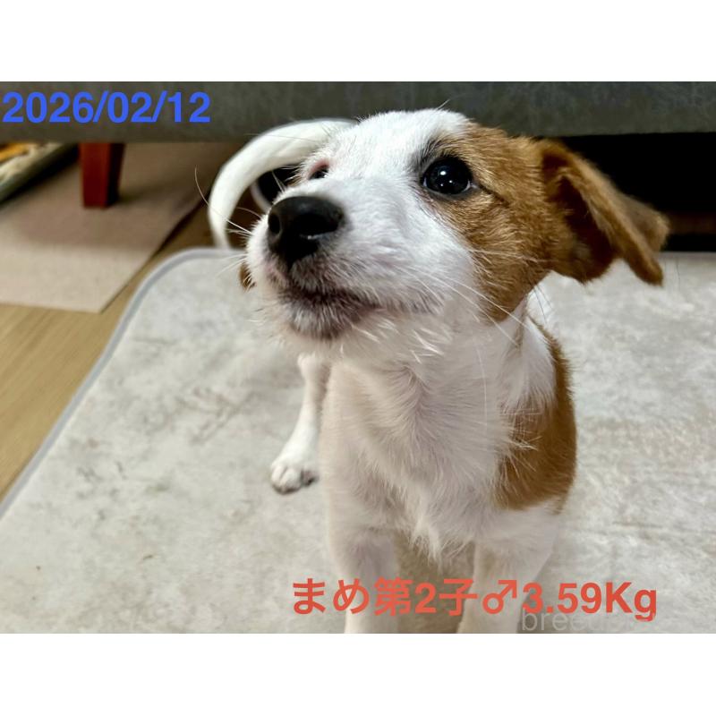 販売中の岡山県のジャックラッセルテリア-432751の12枚目