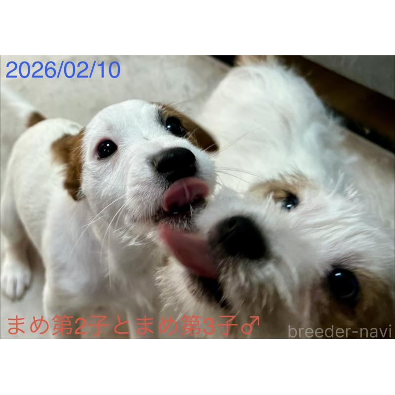 販売中の岡山県のジャックラッセルテリア-432751の11枚目