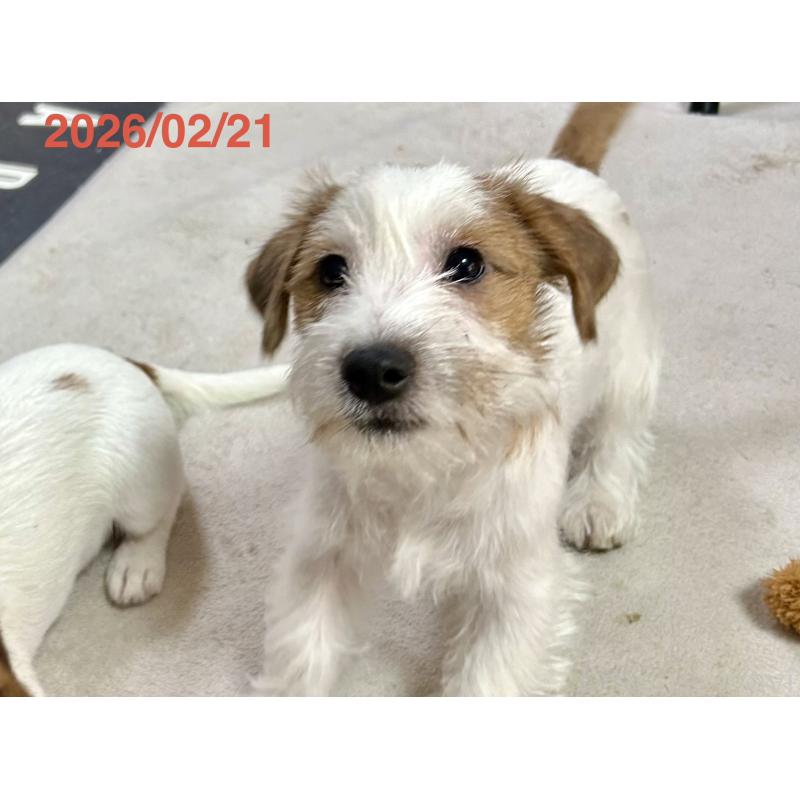 販売中の岡山県のジャックラッセルテリア-432750の12枚目