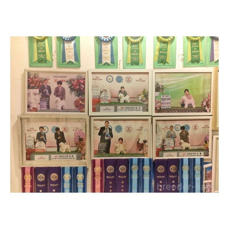 販売中の愛知県のティーカッププードル-443182の13枚目