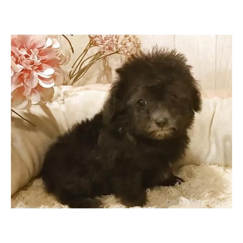 販売中の愛知県のティーカッププードル-443182の11枚目