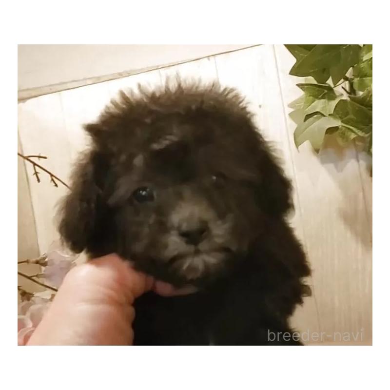 販売中の愛知県のティーカッププードル-443182の10枚目