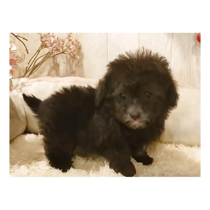 販売中の愛知県のティーカッププードル-443182の9枚目