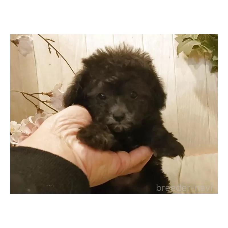 販売中の愛知県のティーカッププードル-443182の8枚目