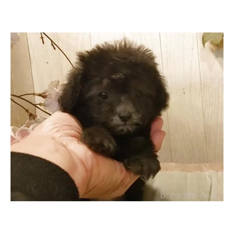 販売中の愛知県のティーカッププードル-443182の7枚目