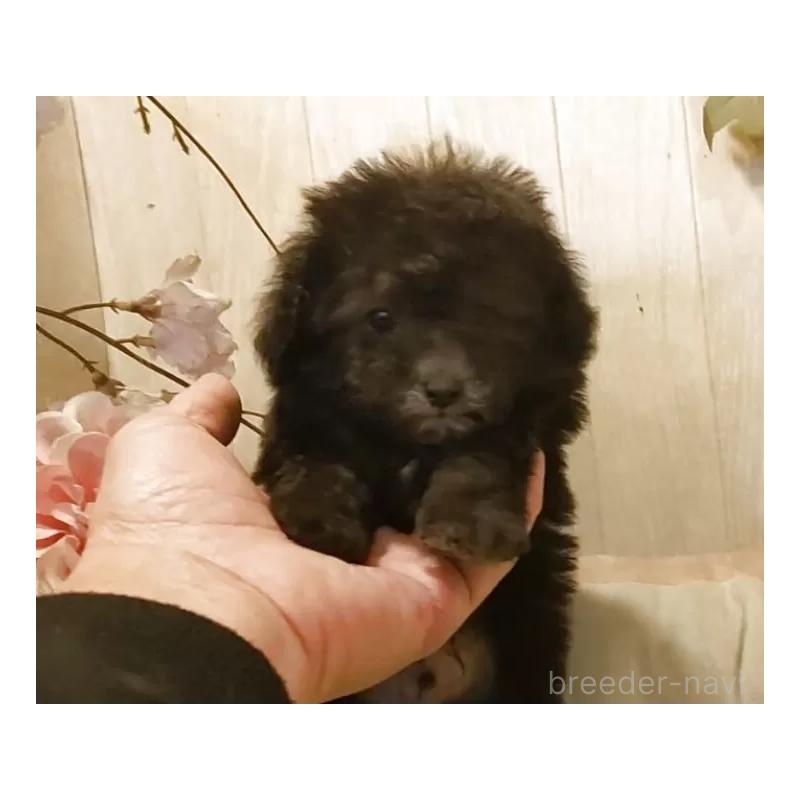 販売中の愛知県のティーカッププードル-443182の6枚目