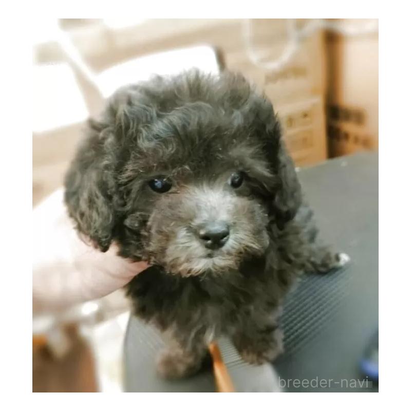 販売中の愛知県のティーカッププードル-443182の5枚目