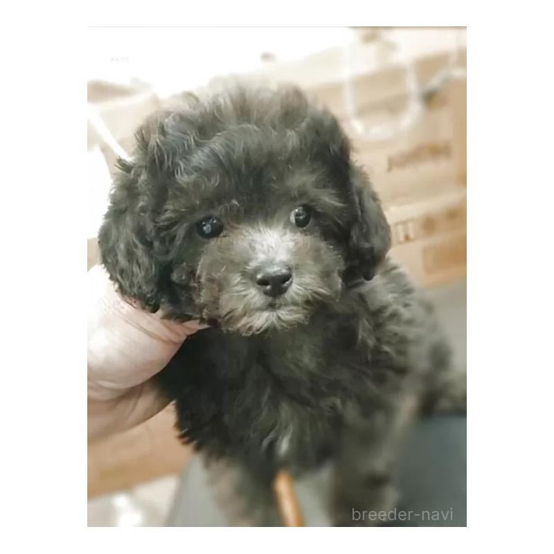 販売中の愛知県のティーカッププードル-443182の4枚目