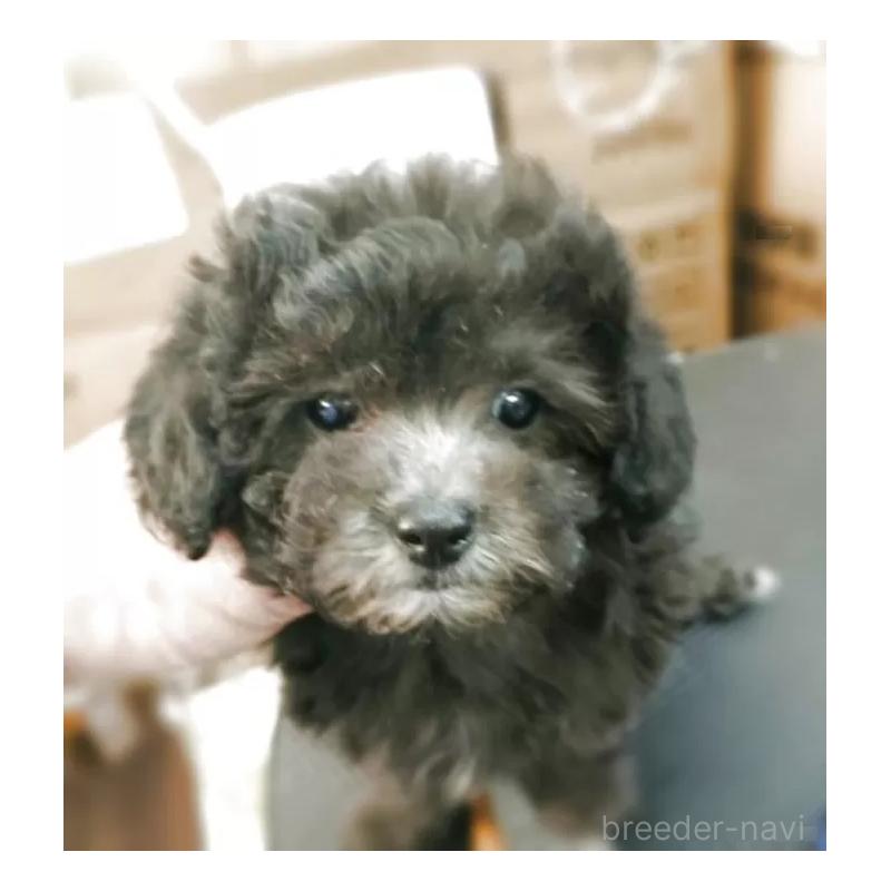 販売中の愛知県のティーカッププードル-443182の3枚目