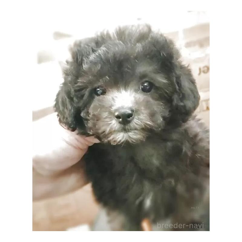 販売中の愛知県のティーカッププードル-443182の2枚目