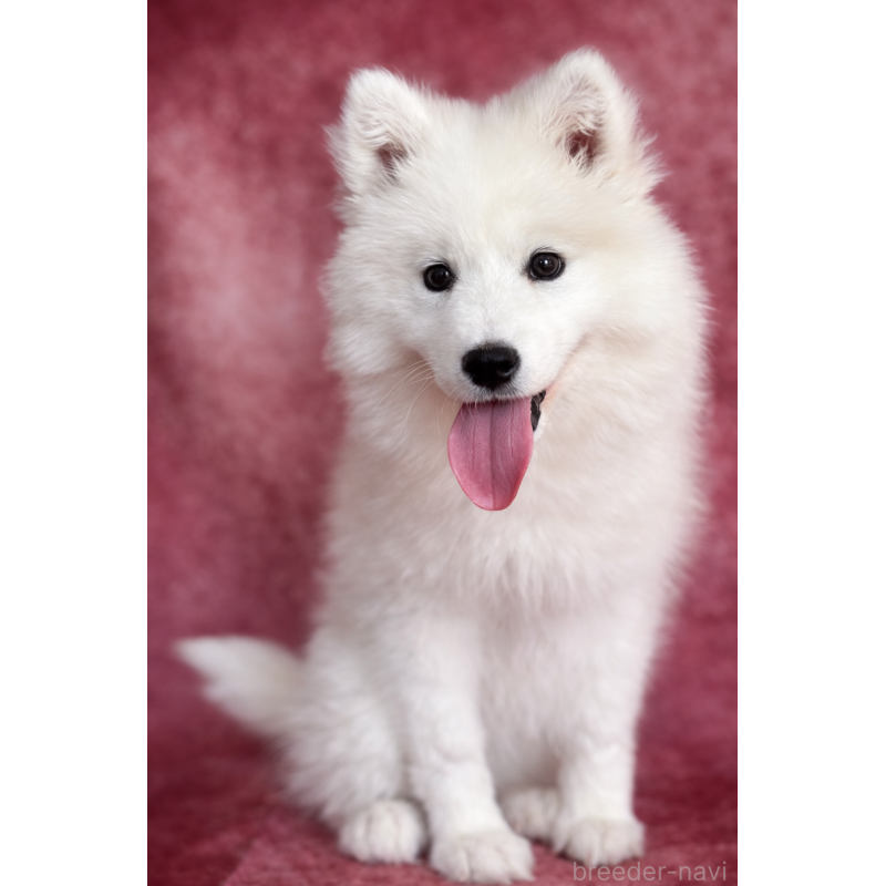 成約済の埼玉県のサモエド-433268の5枚目