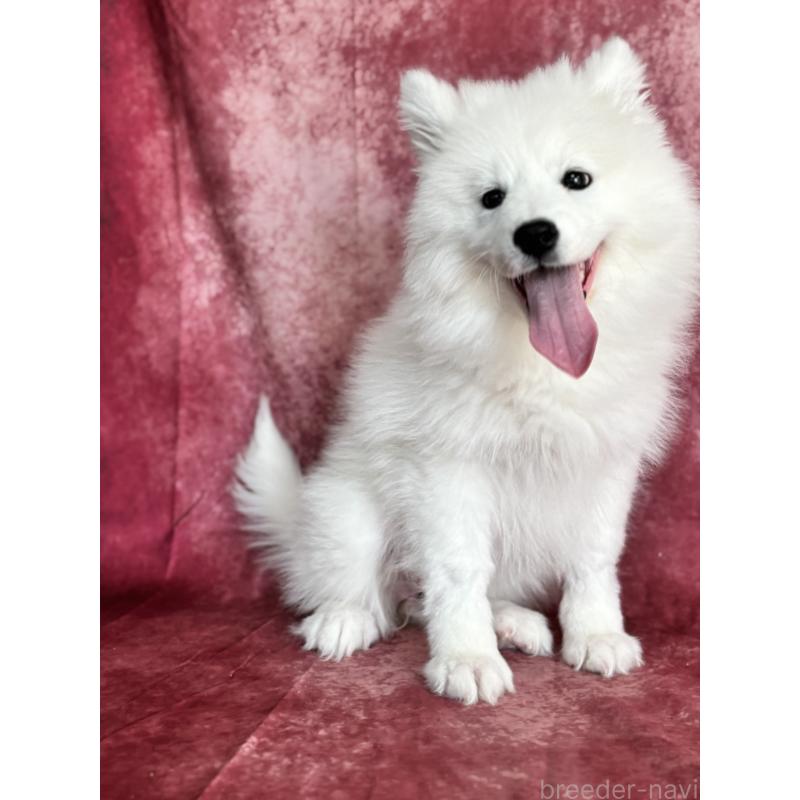 成約済の埼玉県のサモエド-433268の4枚目