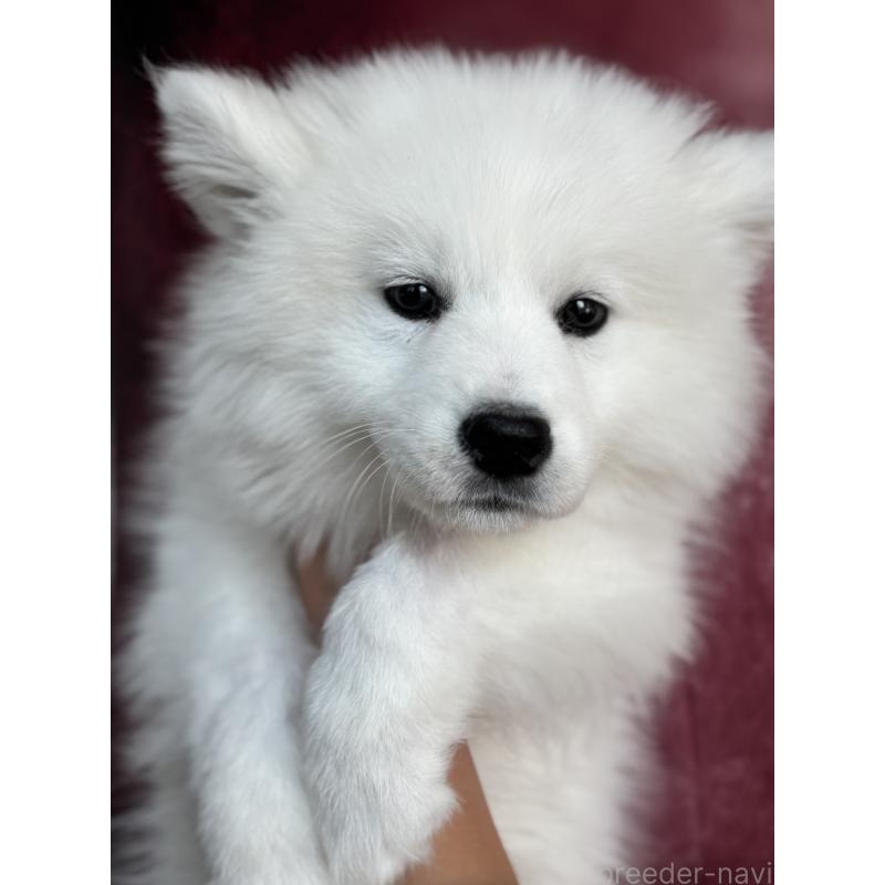 成約済の埼玉県のサモエド-433268の3枚目