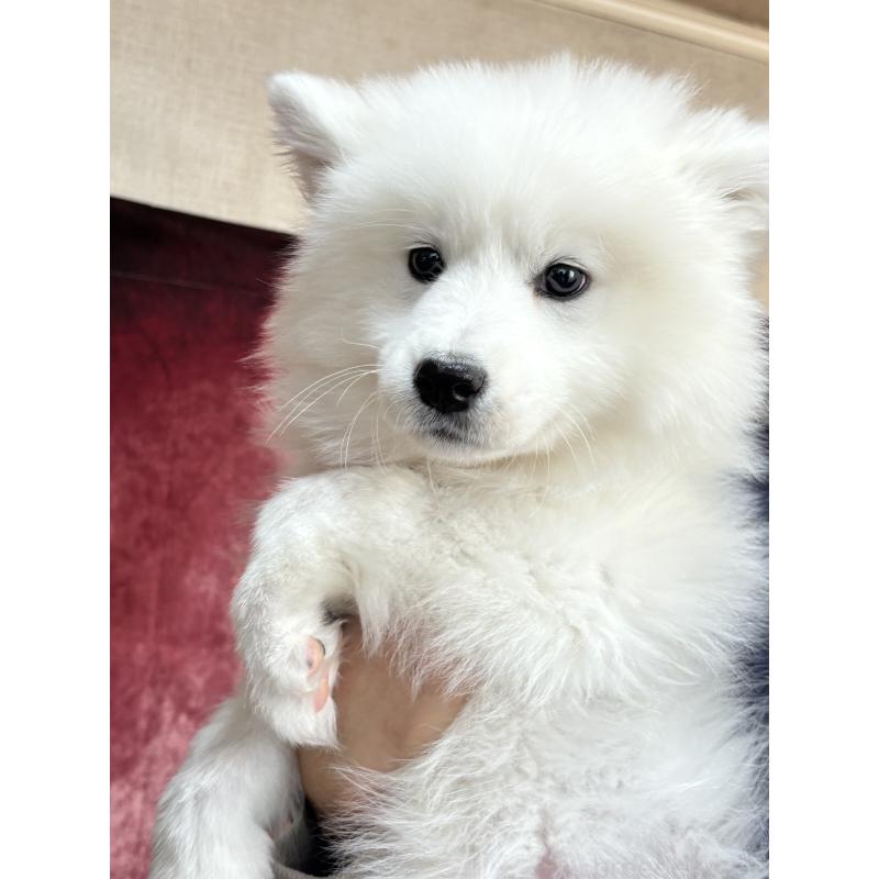 成約済の埼玉県のサモエド-433268の2枚目