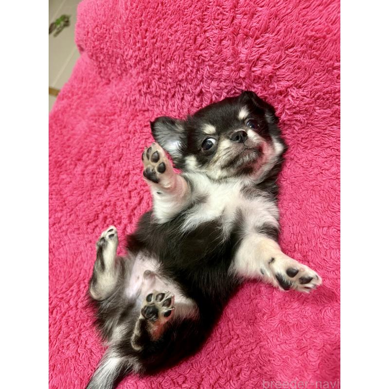 成約済の広島県のチワワ(ロングコート)-442530の6枚目