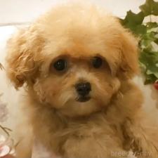 ♀︎ティーカッププードル