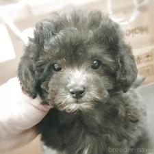 ♀︎ティーカッププードル