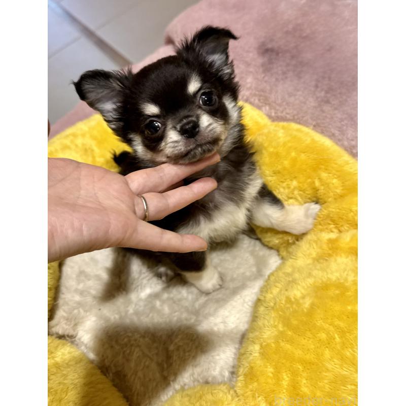 成約済の広島県のチワワ(ロングコート)-442530の4枚目