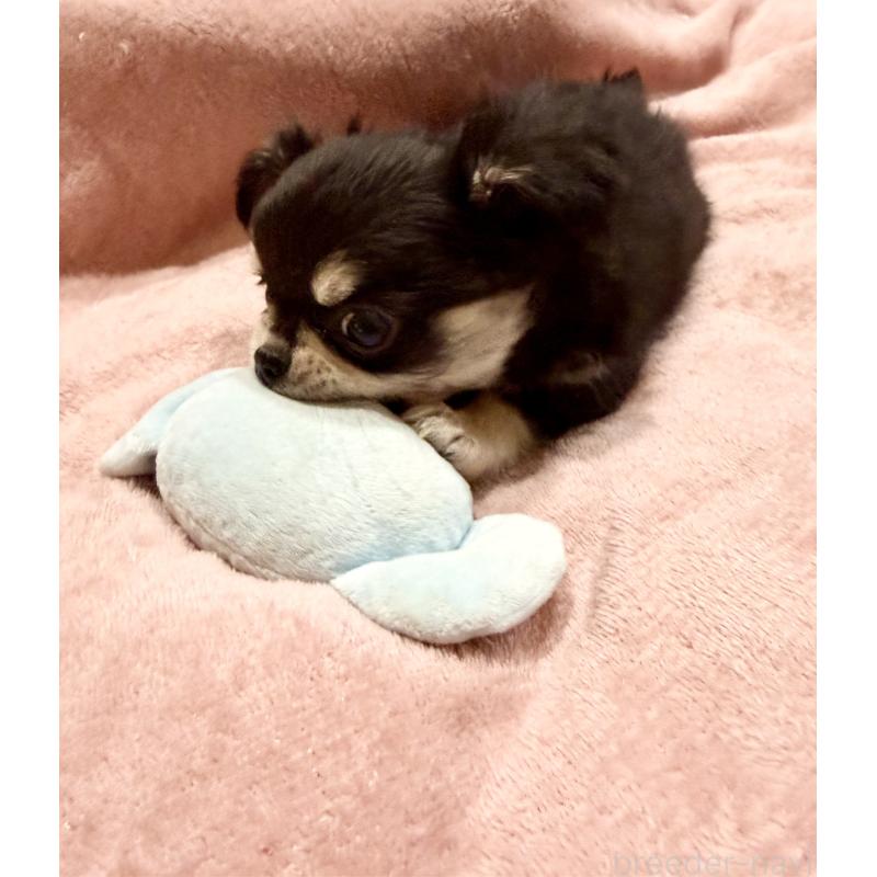 成約済の広島県のチワワ(ロングコート)-442530の2枚目