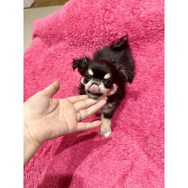 成約済の広島県のチワワ(ロングコート)-440283の7枚目