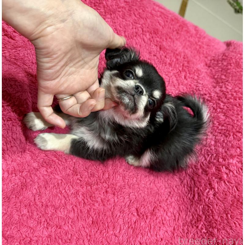 成約済の広島県のチワワ(ロングコート)-440283の6枚目