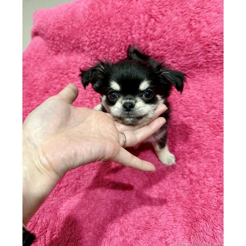 成約済の広島県のチワワ(ロングコート)-440283の5枚目