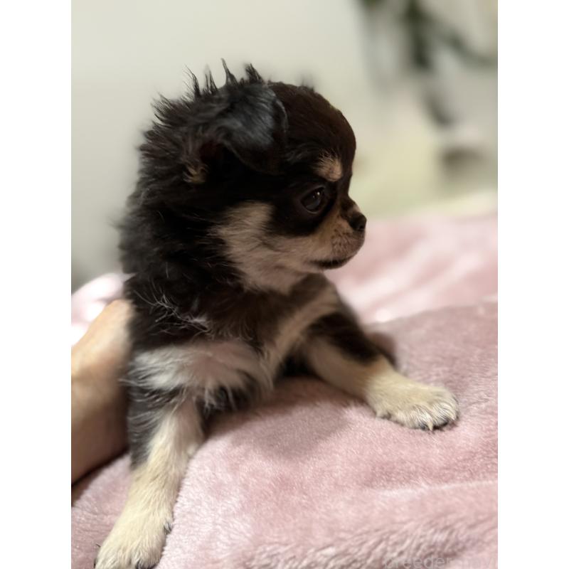 成約済の広島県のチワワ(ロングコート)-440283の2枚目