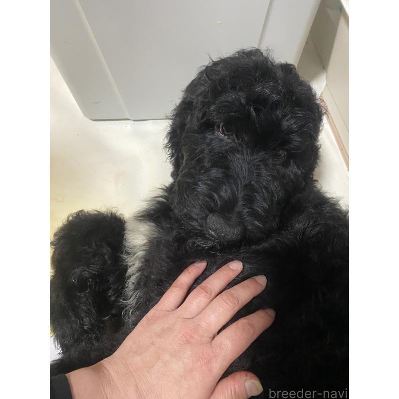 販売中の大阪府のゴールデンドゥードル:ゴールデンレトリーバー×プードル-436252の2枚目