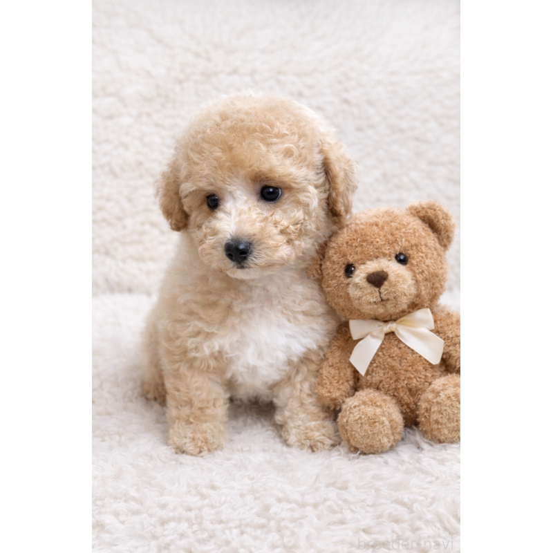 成約済の東京都のトイプードル-443890の3枚目