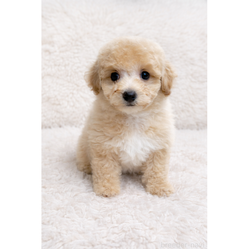 成約済の東京都のトイプードル-443890の2枚目