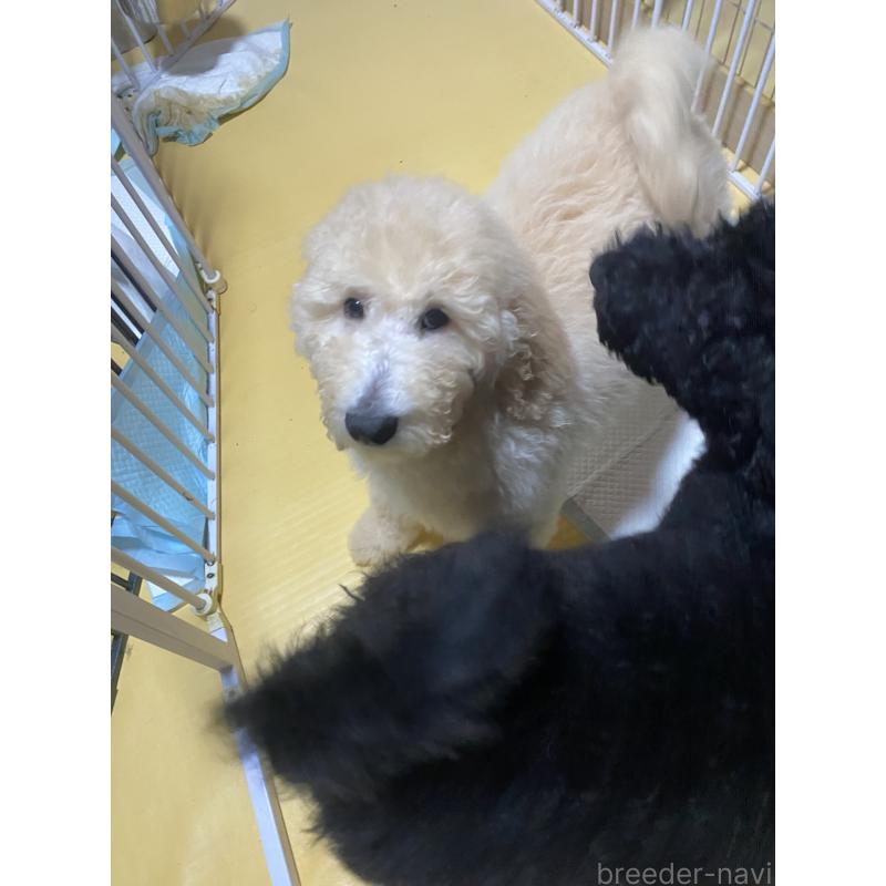 商談中の大阪府のゴールデンドゥードル:ゴールデンレトリーバー×プードル-436248の5枚目