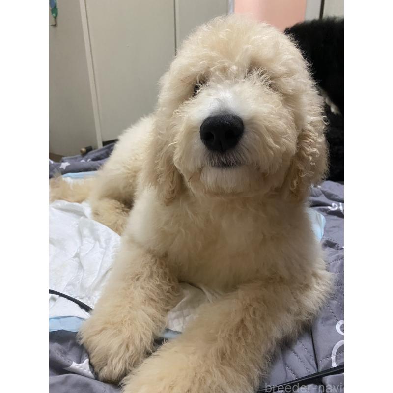 商談中の大阪府のゴールデンドゥードル:ゴールデンレトリーバー×プードル-436248の4枚目