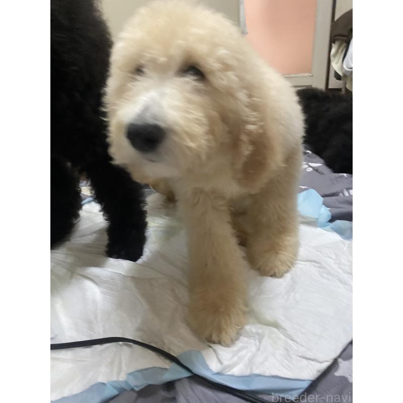 商談中の大阪府のゴールデンドゥードル:ゴールデンレトリーバー×プードル-436248の3枚目