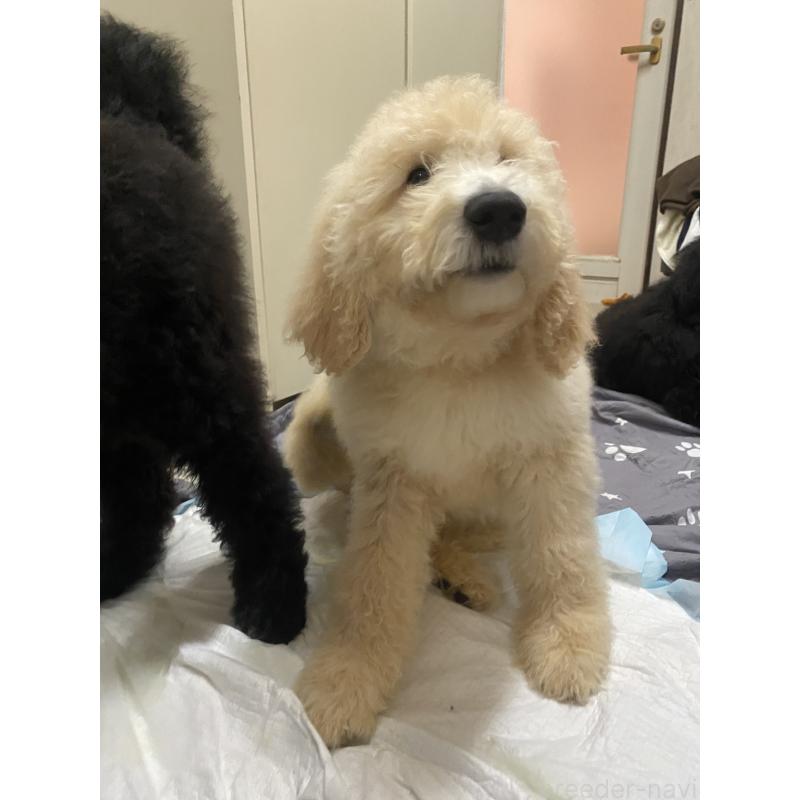 商談中の大阪府のゴールデンドゥードル:ゴールデンレトリーバー×プードル-436248の2枚目