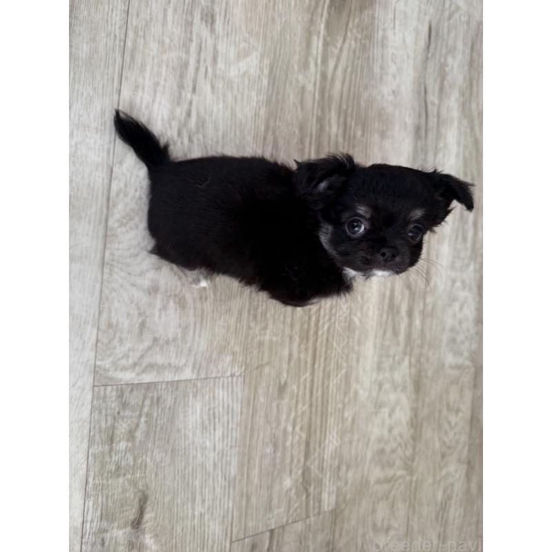 成約済の京都府のチワワ(ロングコート)-447360の4枚目