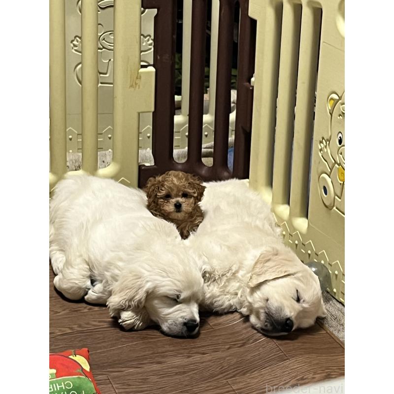 販売中の茨城県のタイニープードル-436392の7枚目