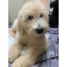 ♀︎ゴールデンドゥードル:ゴールデンレトリーバー×プードル