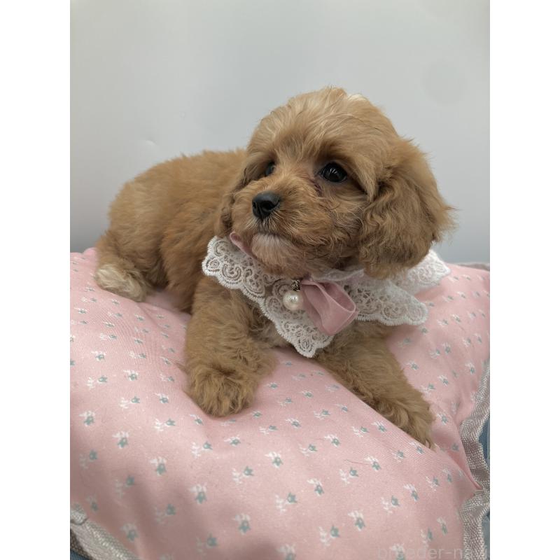 販売中の沖縄県のキャバプー:キャバリア×トイプードル-442545の3枚目