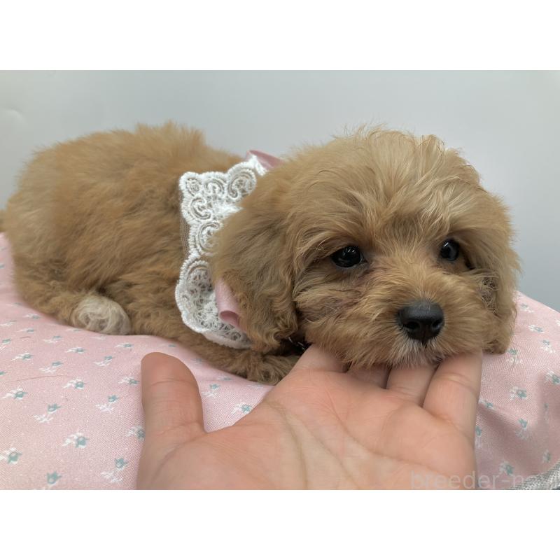 販売中の沖縄県のキャバプー:キャバリア×トイプードル-442545の2枚目