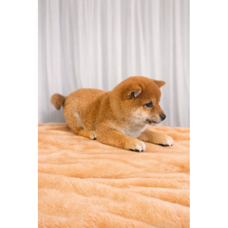 商談中の岡山県の豆柴-445391の3枚目