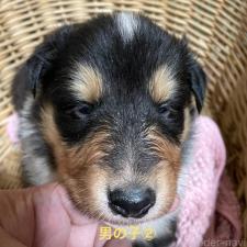 ♀︎ラフコリー