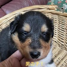 ♀︎ラフコリー