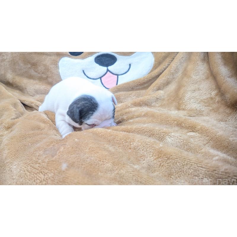 販売中の熊本県のフレンチブルドッグ-445160の24枚目