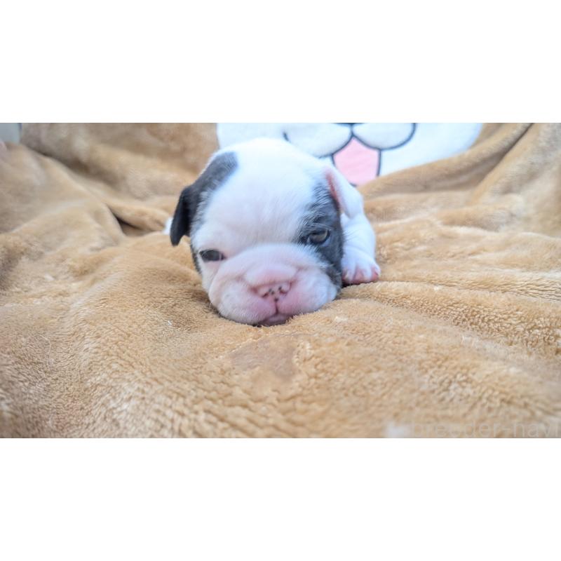 販売中の熊本県のフレンチブルドッグ-445160の23枚目