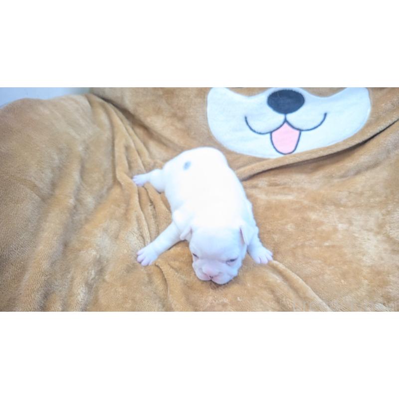 販売中の熊本県のフレンチブルドッグ-445162の18枚目