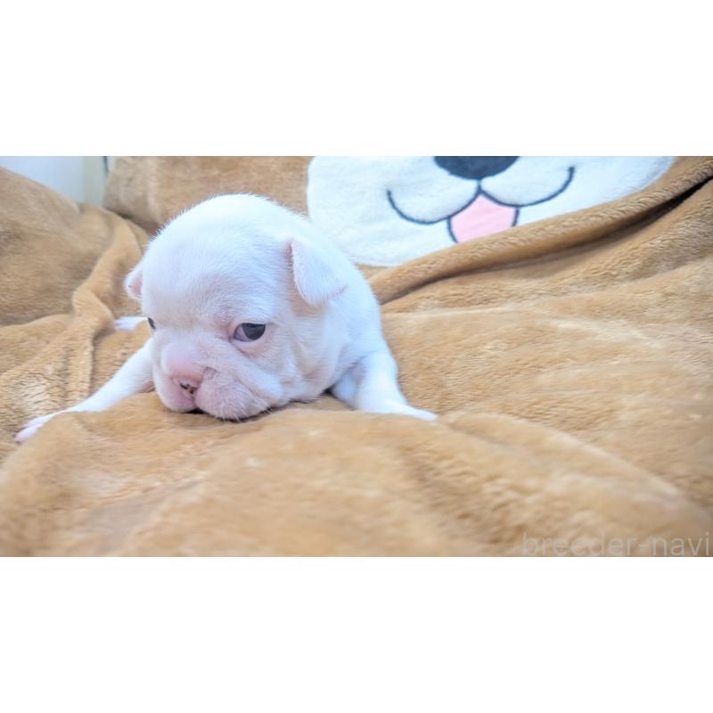 販売中の熊本県のフレンチブルドッグ-445162の17枚目