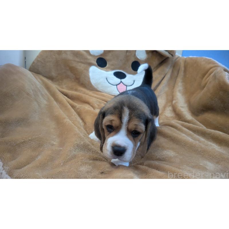 成約済の熊本県のビーグル-440793の12枚目