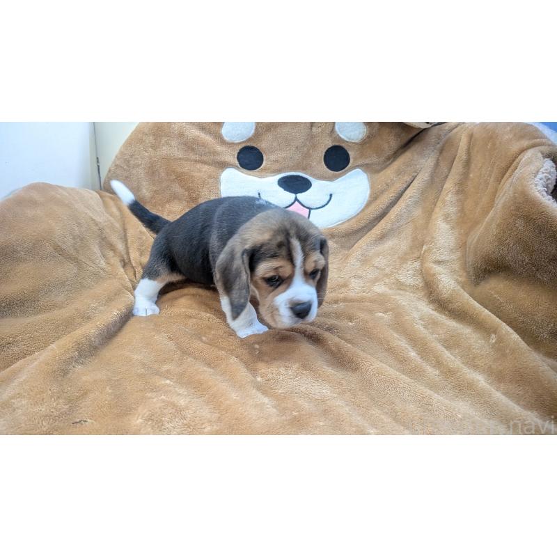 成約済の熊本県のビーグル-440793の11枚目