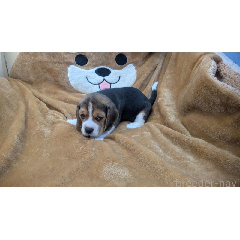 成約済の熊本県のビーグル-440793の10枚目